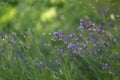 Lavender blooming in the garden in summer, colorful background