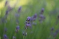 Lavender blooming in the garden in summer, colorful background Royalty Free Stock Photo