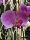 Lavender blooming orchid