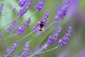 Lavender. Blooming purple lavender flowers and green grass in the meadows or fields. Bumblebee on a lilac flower. Royalty Free Stock Photo