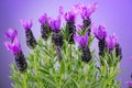 Lavender. Blooming Violet fragrant lavender flowers close up. Background of Growing Lavender,