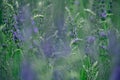 Lavender. Blooming violet fragrant lavender flowers on field Royalty Free Stock Photo