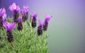 Lavender. Blooming Violet fragrant lavender flowers close up. Background of Growing Lavender