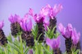 Lavender. Blooming Violet fragrant lavender flowers close up. Background of Growing Lavender