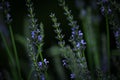 Lavender. Blooming violet fragrant lavender flowers on field Royalty Free Stock Photo