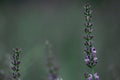 Lavender. Blooming violet fragrant lavender flowers on field Royalty Free Stock Photo