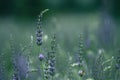 Lavender. Blooming violet fragrant lavender flowers on field Royalty Free Stock Photo