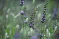 Lavender. Blooming violet fragrant lavender flowers on field Royalty Free Stock Photo