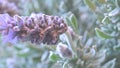 Lavender blooms faded image