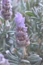 Lavender blooms faded image