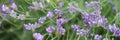 Lavender blossom in France. Purple flowers, incredible perfume, perfect color match. Little bee sitting on the branch. Banner