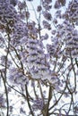 Paulownia tomentosa blossom