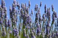 Lavender Blossoms Royalty Free Stock Photo