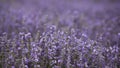 Lavender Blossoms in a Field