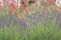 Lavender Blossoms In The Field. Flowers, Ecological Ingredients And Gardening Concept