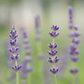 Lavender Blossoms In The Field Macro. Flowers, Ecological Ingredients And Gardening Concept