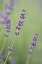 Lavender Blossoms In The Field Macro. Flowers, Ecological Ingredients And Gardening Concept