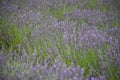 Lavender Blossoms in Lavender Field