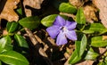 Lavender Blue or Perwinkle Wildflower