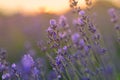 Lavender blurred flowers field at sunset closeup. Lavender violet background