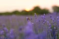 Lavender blurred flowers field at sunset closeup. Lavender violet background ith bee