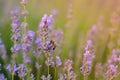 Lavender blurred flowers field at sunset closeup. Lavender violet background ith bee