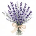 Lavender bouquet with bow tie on white background Royalty Free Stock Photo