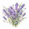 Lavender Bouquet: Detailed Watercolor In Naturalistic Botanical Art Style