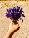 lavender bouquet in the hand of a child