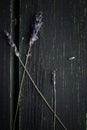 Lavender bouquet on rustic wooden desk. Provence concept. Royalty Free Stock Photo