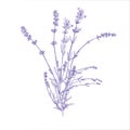lavender bouquet on white background Royalty Free Stock Photo