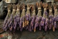 Lavender bouquets hanging to dry on a stone wall, creating a rustic and aromatic display Royalty Free Stock Photo