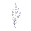 Lavender branch, etched botanical drawing. Lavanda flowers. Outlined French lavandula, engraved floral plant. Retro Royalty Free Stock Photo