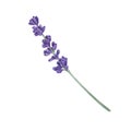 Lavender branch with purple flowers on a white background. Watercolor illustration of flowers, herbs. French style. Collection Royalty Free Stock Photo