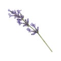 Lavender branch with purple flowers on a white background. Watercolor illustration of flowers, herbs. French style. Collection Royalty Free Stock Photo