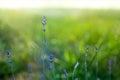 Lavender branch in the sunlight and blurred background. Lavender inflorescence (Lamiaceae, Labiatae,