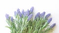 Lavender branch on a white background