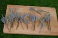 lavender branches prepared for cutting. propagate lavender branches by cutting without root