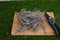 lavender branches with scissors to cuttings and propagate lavender by branches. lavender growing