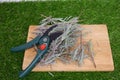 lavender branches to propagate by cuttings in water. propagating lavender at home