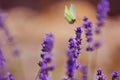 Lavender brimstone butterfly Royalty Free Stock Photo