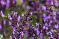 Lavender bumblebee torres del paine national park