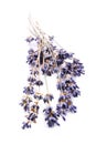 Lavender bunch Royalty Free Stock Photo