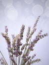 Lavender bunch bokeh Royalty Free Stock Photo