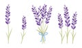 Lavender Bunch Lavender Flower Bouquet Bundle Vector Illustration