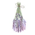 Lavender bunch tied with a string isolated on white. Hand painted in watercolor. Herb with purple flowers, eco design