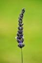 Lavender bush Royalty Free Stock Photo