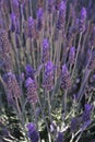 Lavender Bush Royalty Free Stock Photo