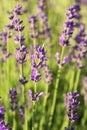 Lavender bush blossoming closeup. Lavender bush blossoming closeup. Selective focus Royalty Free Stock Photo