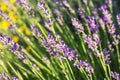 Lavender bush blossoming closeup. Selective focus Royalty Free Stock Photo